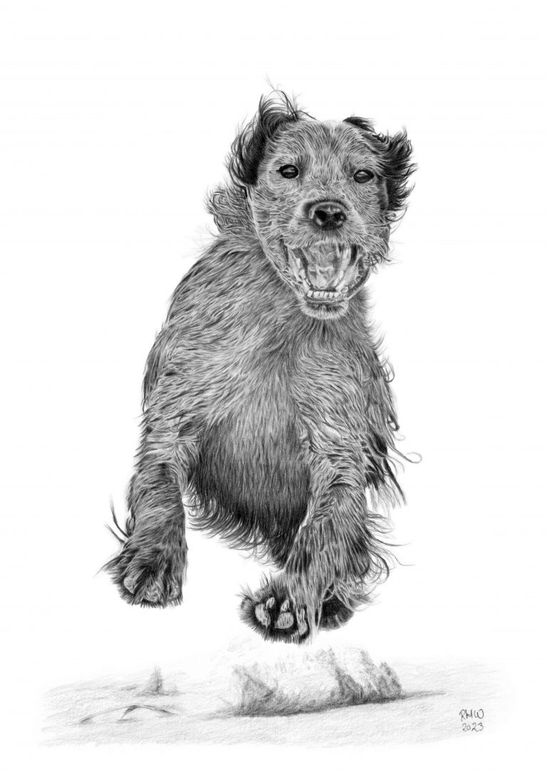 Graphite drawing of a Brittany dog called Lilly jumping on sand with her mouth open. She is looking directly towards the viewer.