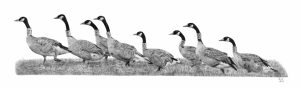 Graphite drawing of eight Canada Geese walking left over grassland. Each bird is wearing an individually numbered neck collar.