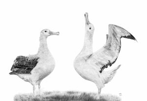 Graphite drawing of a pair of Wandering Albatrosses. one is reaching it's head up to the sky with its wings open while the other looks on.