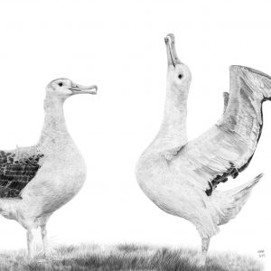 Wandering Albatross Giclée print
