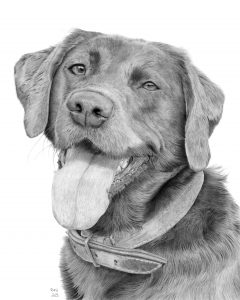 Graphite drawing of a Black Labrador, looking directly at the viewer, with her mouth open and tongue lolling.