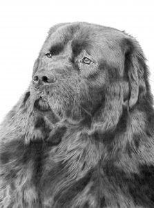 Head and shoulders, graphite portrait of a black Tibetan Mastiff.