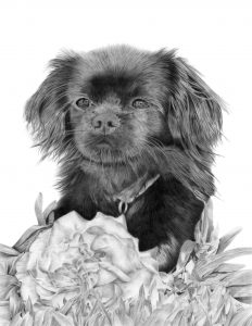 Graphite drawing of a Tibetan spaniel sitting on grass with a rose in front of her.
