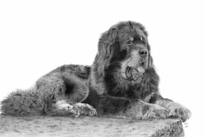 Graphite drawing of a Tibetan Mastiff lying on a concrete step, looking to the right with his mouth open.