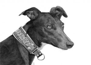 Graphite drawing of a Spanish Galgo dog looking to the right, wearing a thick patterned collar.