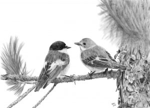 Graphite drawing of a pair of Pied Flycatchers sitting on the branch of a Scot's Pine tree.