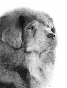 Graphite drawing of a Tibetan Mastiff gazing to the right.