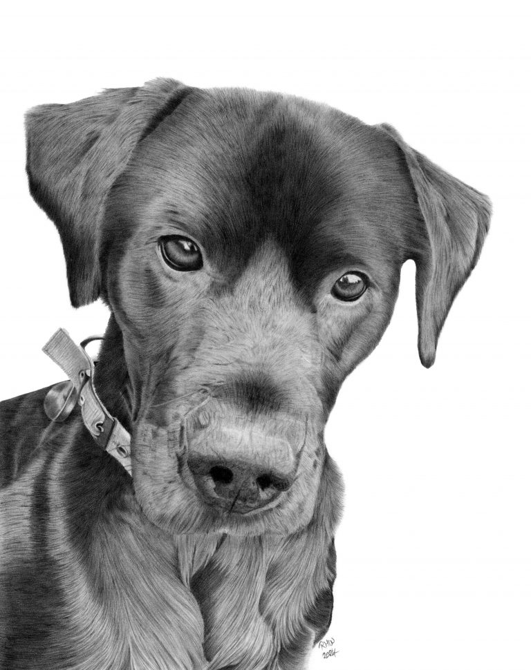 Graphite portrait of a Black Labrador, looking forward, with his head slightly tipped downwards.