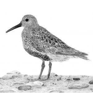 Dunlin greetings card