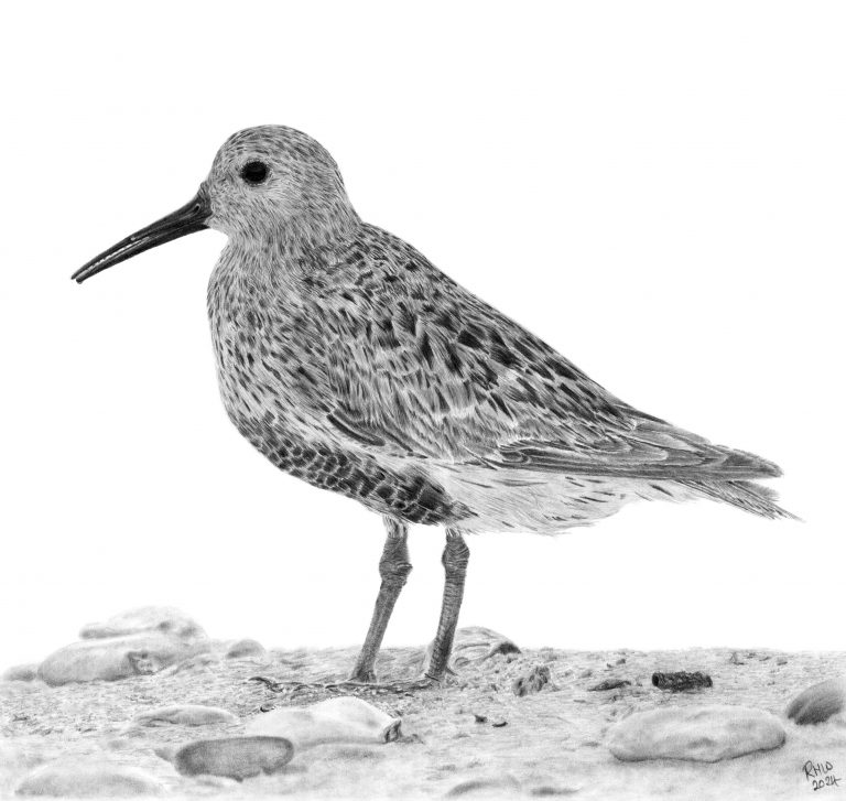 Graphite drawing of a Dunlin standing on a beach, facing left. There are small stones in the sand.