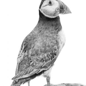Puffin Giclée print