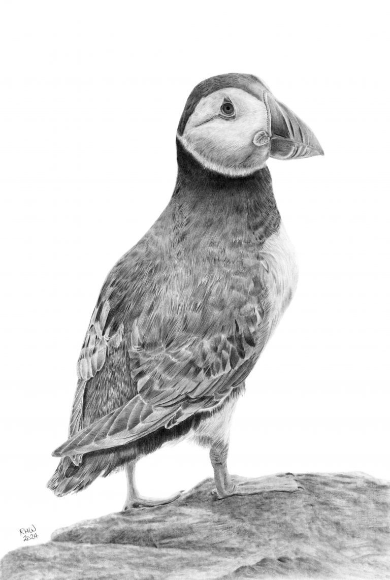 Graphite drawing of a Puffin standing on a rock, looking to the right.
