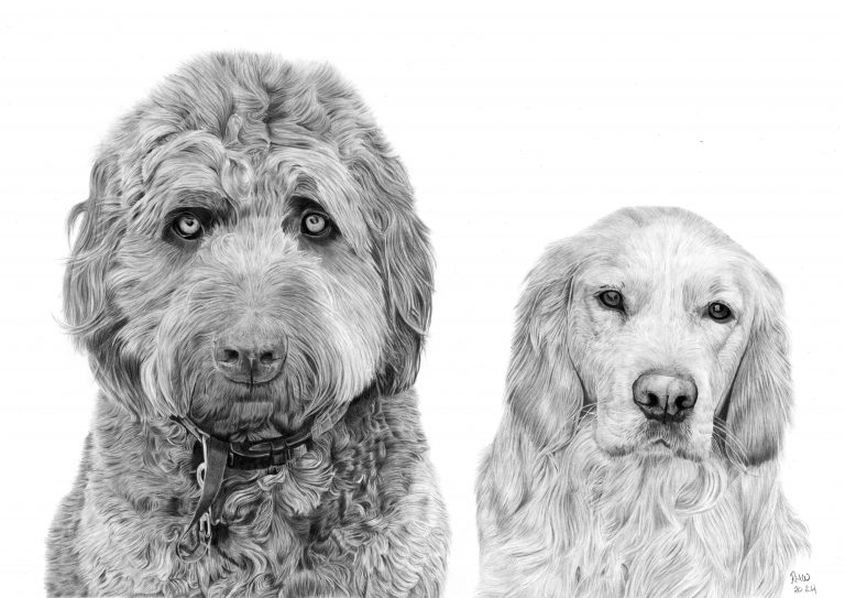 Graphite drawing of two dogs looking straight at the viewer.
