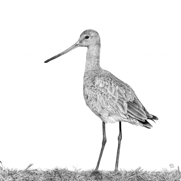 Graphite drawing of a Black-tailed Godwit standing on grass, looking to the left.