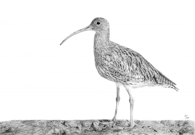 Graphite drawing of a Curlew standing on mud and looking to the left.