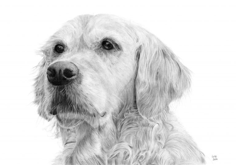 Graphite drawing of an adult Golden Retriever looking to the left.
