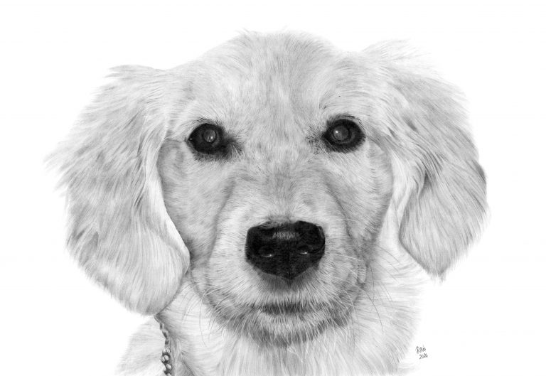 Graphite drawing of a Golden Retriever puppy looking directly at the viewer.