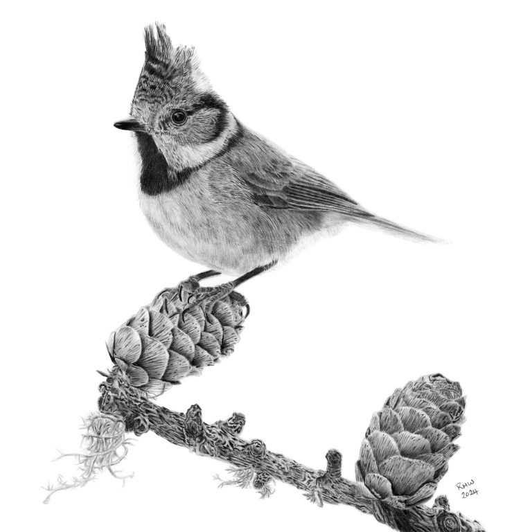 Graphite drawing of a Crested Tit sitting on a pine cone which is attached to a small, lichen-covered branch, with a second pine cone further along.