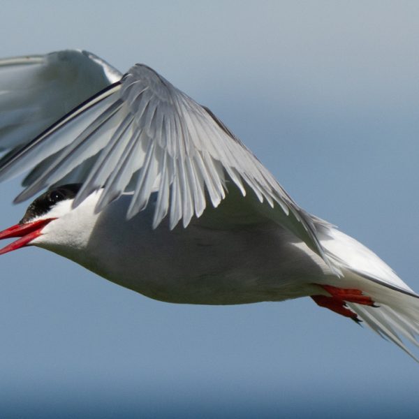 Farne Islands