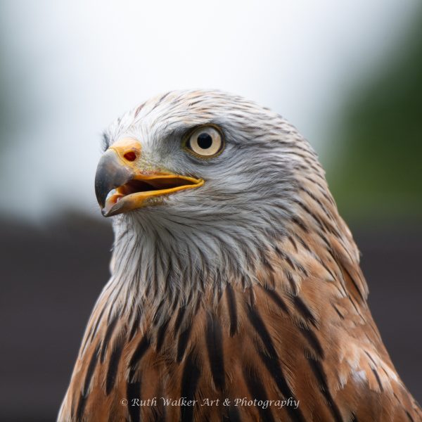 Kielder Bird of Prey Centre