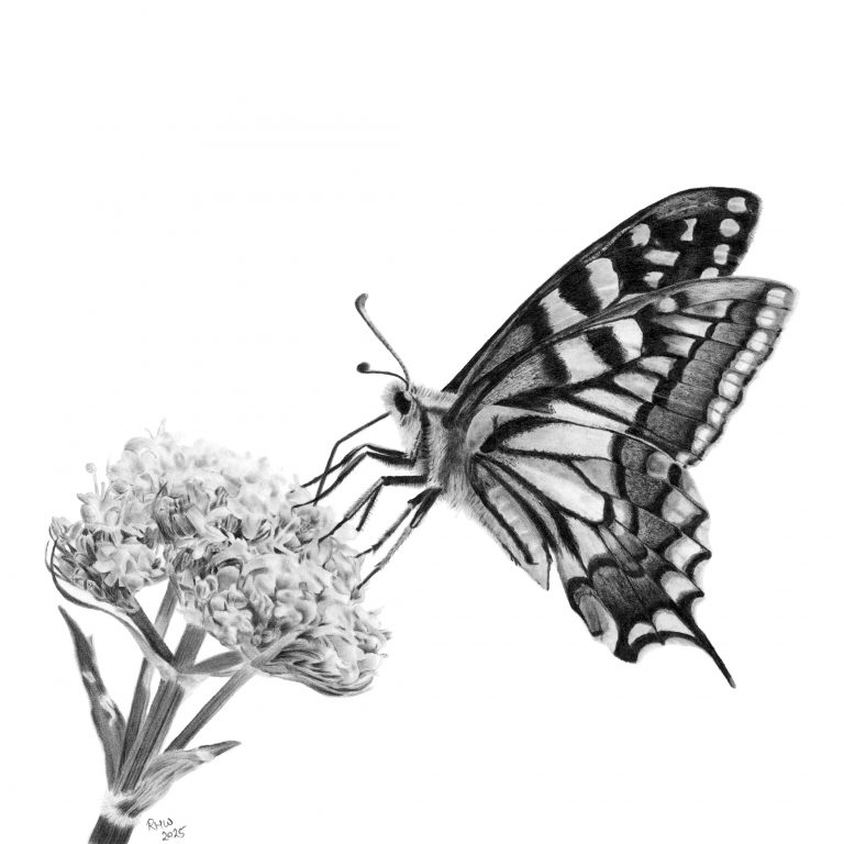 Graphite drawing of a Swallowtail butterfly on a flower head.