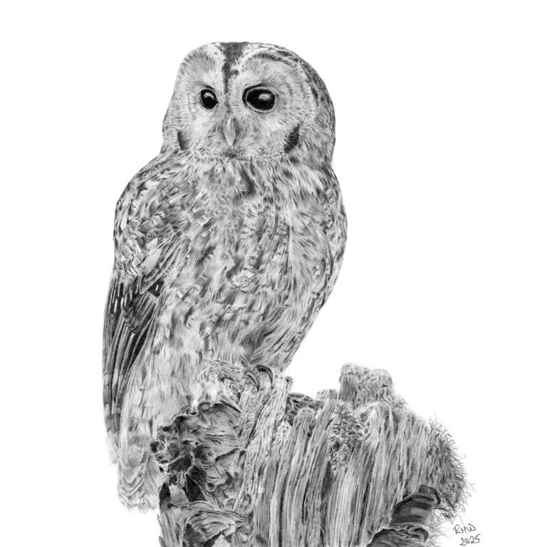 Graphite drawing of a Tawny Owl sitting on a tree stump.