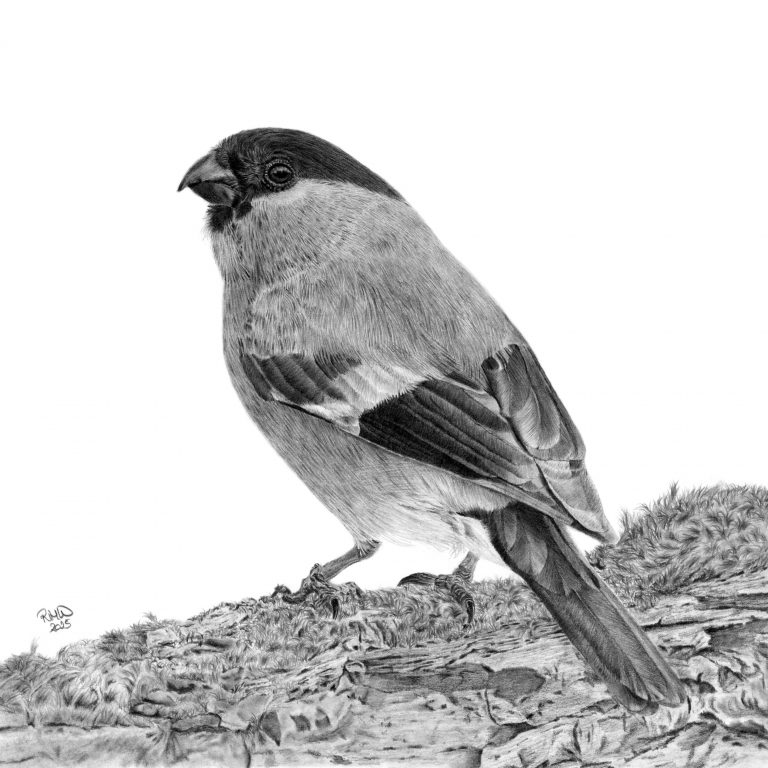 Graphite drawing of a Bullfinch sitting on a moss covered wall, looking to the left.