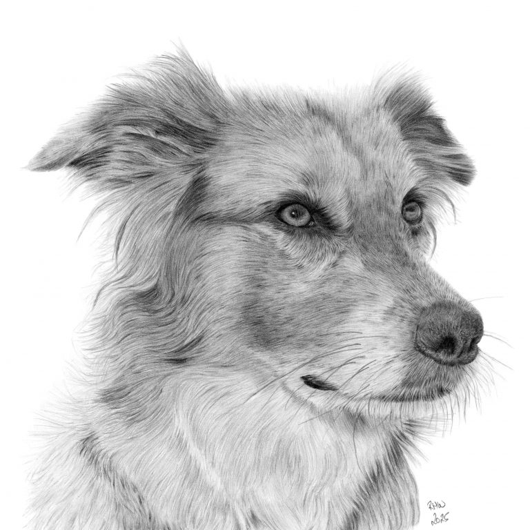 Graphite drawing of a Romanian rescue dog called Kimber looking to the right.
