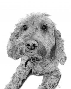 Graphite drawing of a Cockapoo lying down looking forward. She is wearing a black collar with a heart-shaped disc on it.