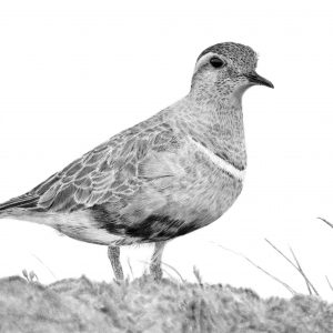 Dotterel Giclée print