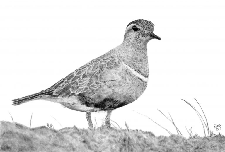 Graphite drawing of a Dotterel standing on a grassy mound.