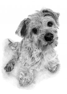 Graphite drawing of Marley, a little Yorkshire Terrier