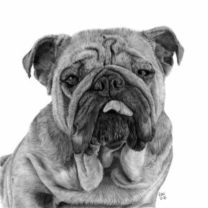 A graphite drawing of a bulldog.