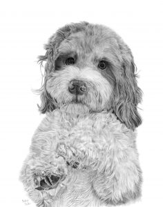 A graphite drawing of a Cockapoo looking at the viewer with his paws up.