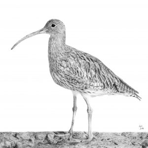 Curlew greetings card