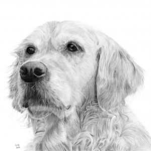 Golden Retriever greetings card