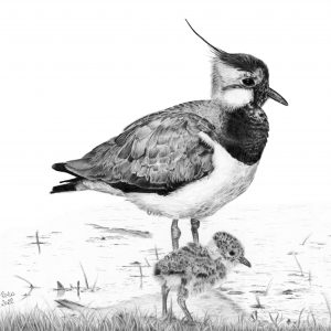 Lapwing female with chick greetings card