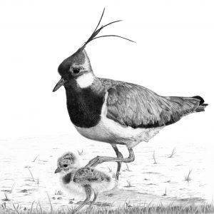 Lapwing male with chick greetings card