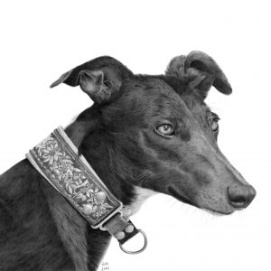 Spanish Galgo greetings card