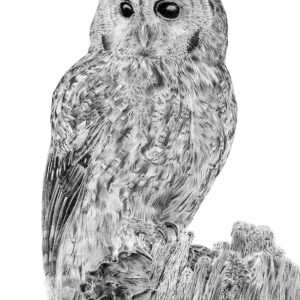 Tawny Owl Giclée print